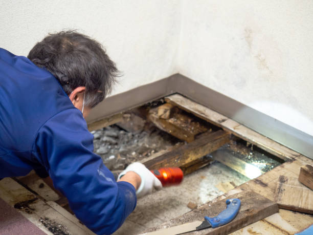 Best Water Damage Restoration  in Maysville, NC