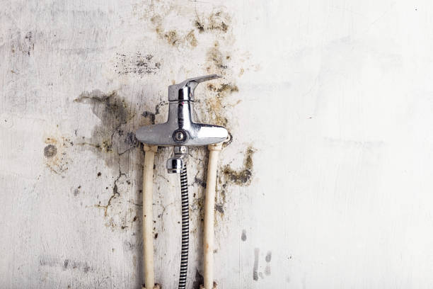 Best Mold Damage Repair  in Maysville, NC