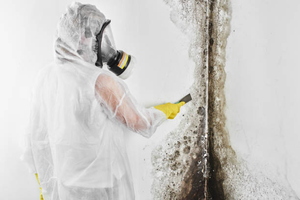Best Certified Mold Removal  in Maysville, NC