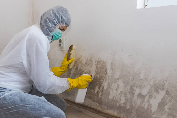 Best Mold Inspection  in Maysville, NC