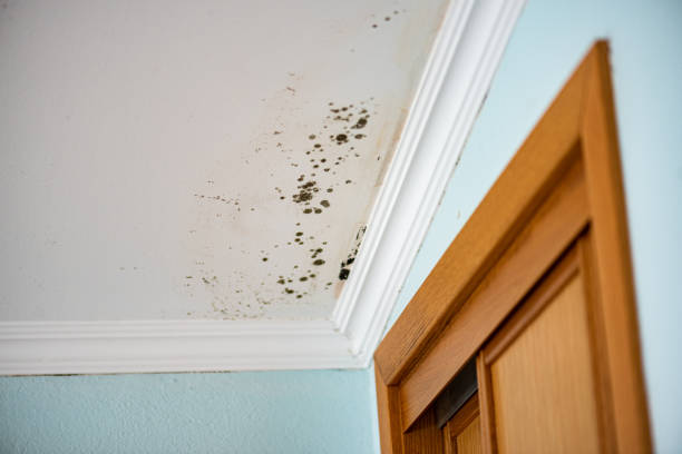 Best Same-Day Mold Removal  in Maysville, NC