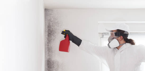 Best Best Mold Removal Companies  in Maysville, NC