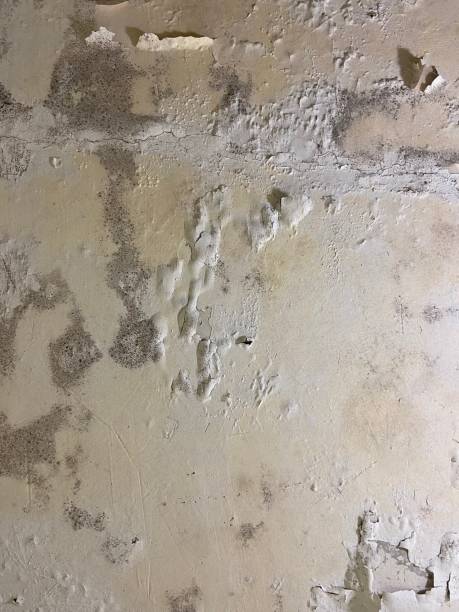 Best Mold Remediation  in Maysville, NC