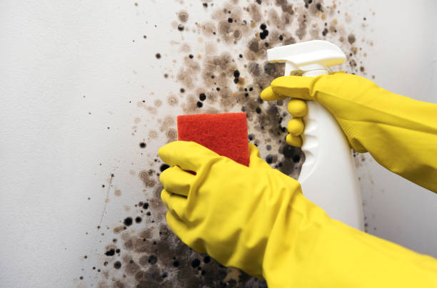 Mold Removal Process in Maysville, NC
