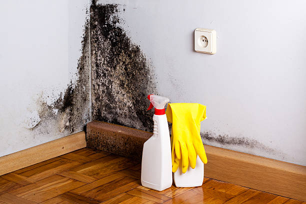 Best Best Mold Removal Companies  in Maysville, NC