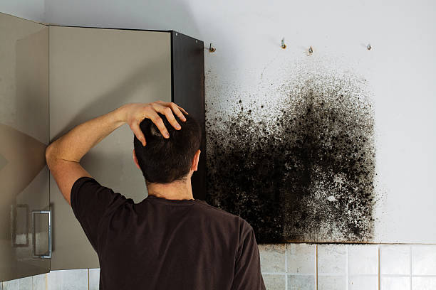 Best Mold Remediation Experts  in Maysville, NC