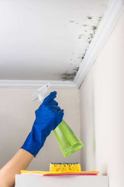 Certified Mold Removal in Maysville, NC