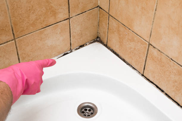 Best Mold Removal Process  in Maysville, NC